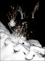 Picture Title - The first snow (4)