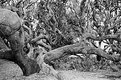 Picture Title - Twisted Oak