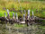 Family of stumps