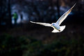 Picture Title - White sea gull