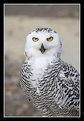 Picture Title - Snowy Owl