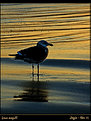 Picture Title - Lone seagull