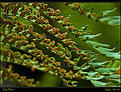 Picture Title - Tree fern
