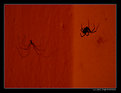 Picture Title - Spiders