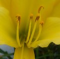 Picture Title - Yellow Hemerocallis