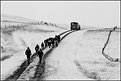 Picture Title - The Icelandic horse