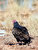 Turkey Vulture 