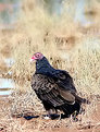 Picture Title - Turkey Vulture 