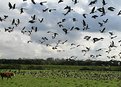 Picture Title - Cow and Geese