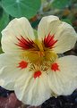 Picture Title - Nasturtium