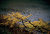 autumn-5
