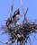 Heron Nest