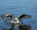 Picture Title - Pelican Landing