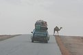 Picture Title - Camel Crossing