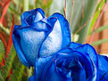 Picture Title - Bleu rose,