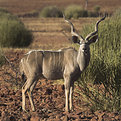 Picture Title - Kudu