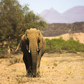 Picture Title - Elephant 1