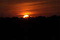Picture Title - Bushveld Sunset