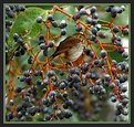 Picture Title - Hermit Thrush