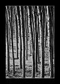 Picture Title - alberi #3