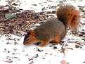 Picture Title - Squirrel II