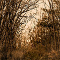 Picture Title - November Woods