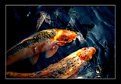 Picture Title - koi