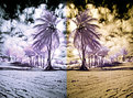 Picture Title - Palms