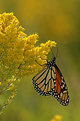 Picture Title - Monarch