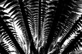 Picture Title - Holy Cycad Batman!