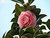 Camellia Japonica