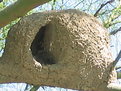 Picture Title - bird home