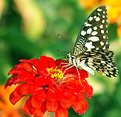 Picture Title - Breakfast in the garden..