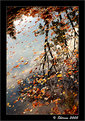 Picture Title - Reflection of Autumn #2