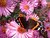 Red Admiral