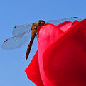 Picture Title - Dragonfly in love