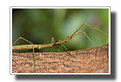 Picture Title - Walking Stick