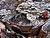 crow feather with a leaf on decorated log   