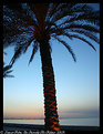 Picture Title - Sunset Palm