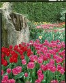 Picture Title - Tulips 1