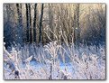 Picture Title - Winter Wonderland