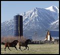 Picture Title - Feeling frisky on the farm