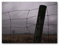 Picture Title - ...an old fenceline stands...