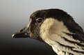 Picture Title - Endangered Nene