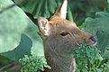 Picture Title - Deer