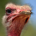 Picture Title - Ostriches