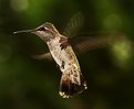 Picture Title - Anna Male Hummingbird "Big Red"