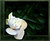 Gardenia