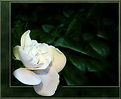 Picture Title - Gardenia
