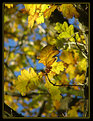 Picture Title - Autumn Leaves II